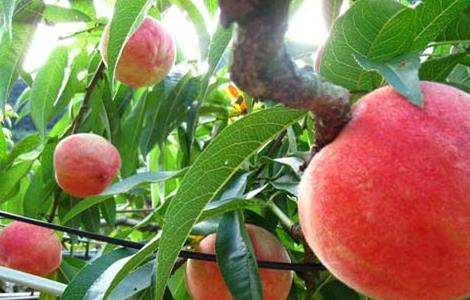 如何种植桃树