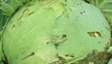 甘蓝裂球怎么回事？如何防治甘蓝裂球？