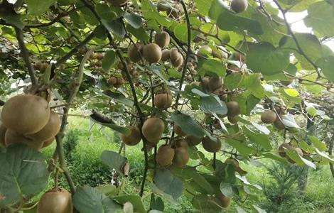 猕猴桃树修剪注意事项