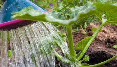 西葫芦的种植技术 西葫芦如何种植