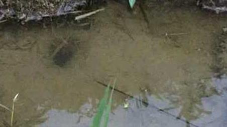 怎样钓黄鳝上鱼快