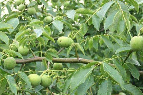 核桃树黄叶枯萎为什么 原因有哪些？