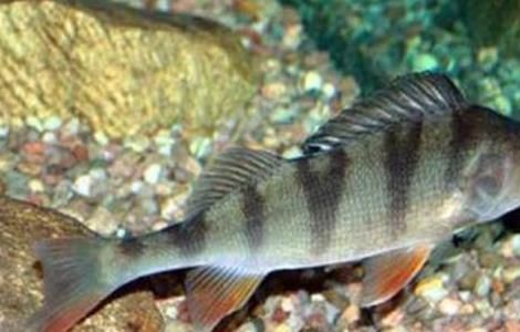 多宝鱼常见病害的防治多久?