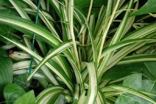 吊兰黄叶尖怎么办 吊兰可以吸收甲醛吗？