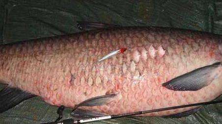 钓青鱼技巧及注意事项