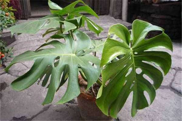 龟背竹的黄叶从哪里剪 修剪方法是什么?