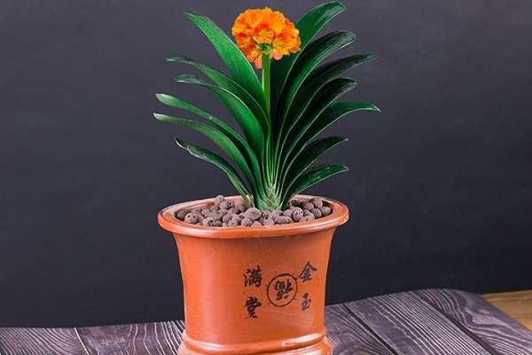 君子兰有了花苞怎么养护 哪些方面比较重要