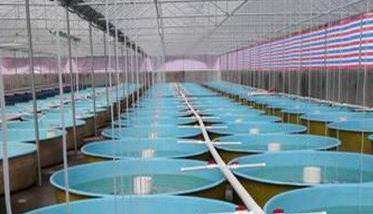 鲟鱼鱼种怎么培育 鲟鱼(匙吻鲟)鱼种培育多久？