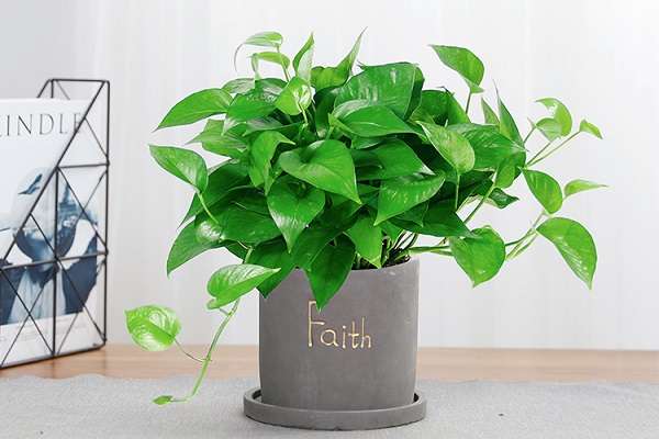 家里为什么不能放绿萝 有哪些说法