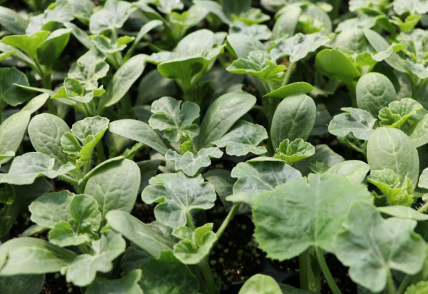 西瓜苗怎么种植 西瓜生长注意事项总结