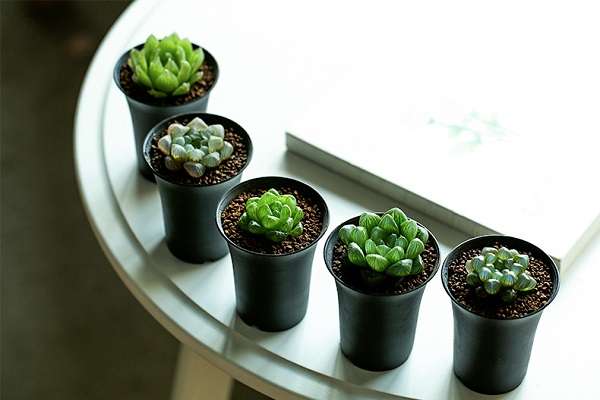 玉露变褐色怎么变回去 具体方法是什么？