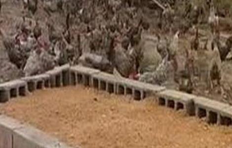 鸡舍垫沙的作用及注意事项