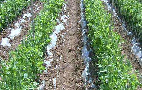 豌豆的种植技术