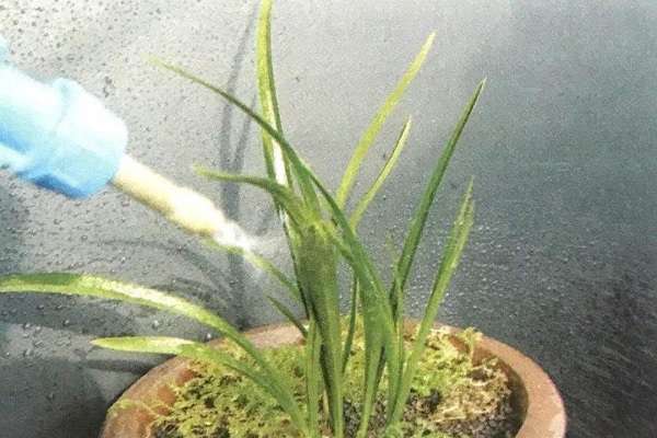 刚移栽的植物定根水怎么浇 需要浇透吗?