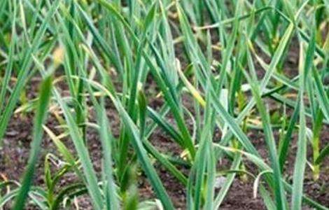 春播大蒜种植技术