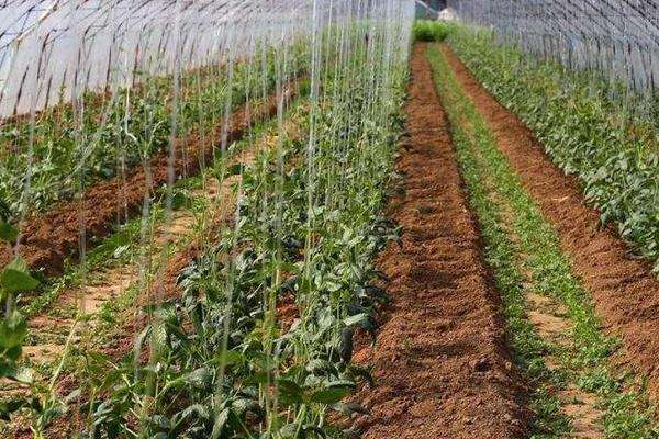 反季节大棚蔬菜种植技术