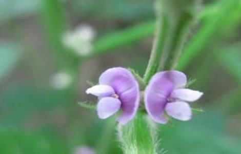 大豆花而不实的解决多久?
