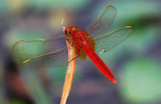 蜻蜓是益虫还是害虫？