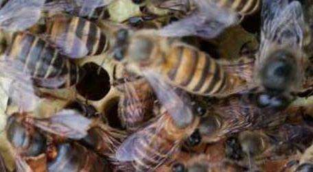 怎么引来蜜蜂自己养殖