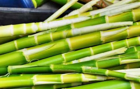 竹笋不能和什么一起吃？