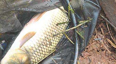 野钓是什么意思