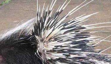 豪猪养殖的利润分析 豪猪饲养方法