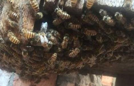 蜂王交尾失败的四大原因？