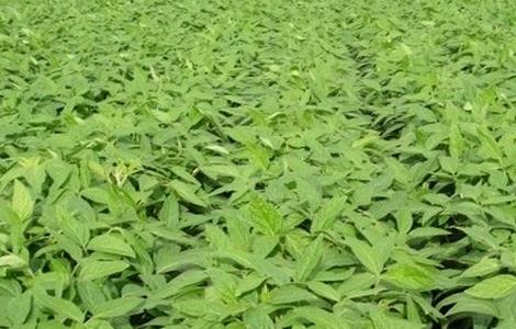 大豆高温危害的防治多久？