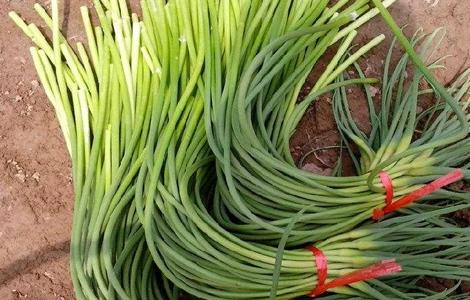 韭菜和什么不能一起吃