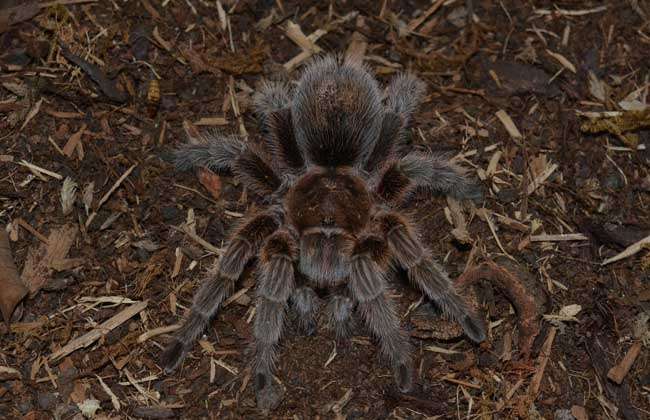 火玫瑰蜘蛛咬人吗？