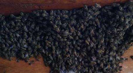 家里有蜜蜂窝怎么多久?