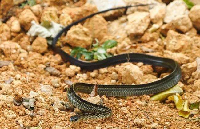 乌梢蛇会咬人吗？