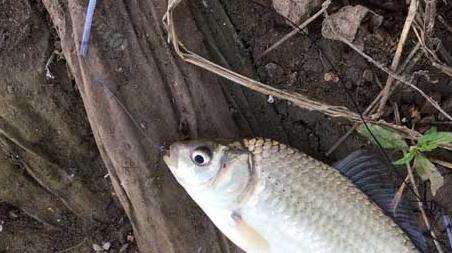 野钓是什么意思