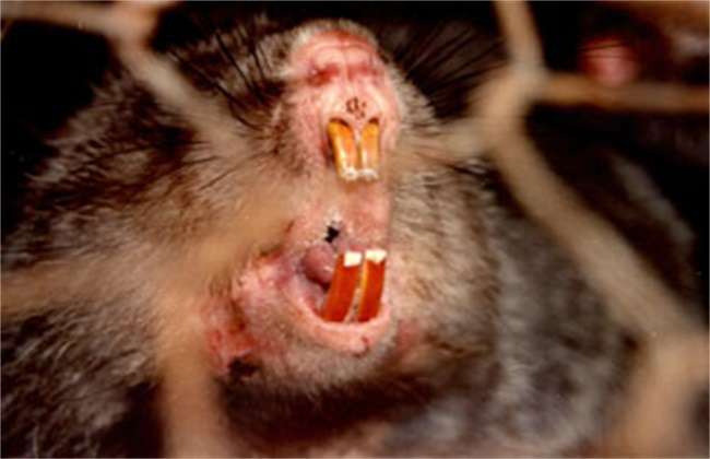 竹鼠断牙的原因及解决多久？