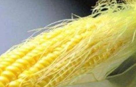 玉米须的功效与作用禁忌