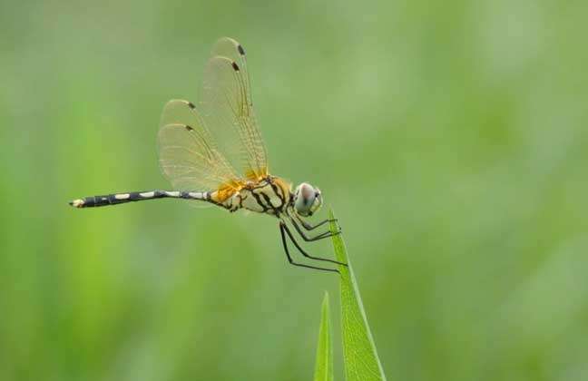 蜻蜓是益虫还是害虫？