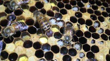 中蜂病虫害防治和用药多久？