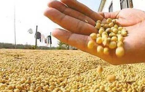 大豆储藏注意事项