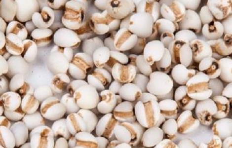 薏米的种植方法与时间