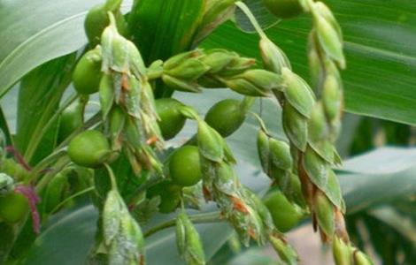 薏米的种植方法与时间