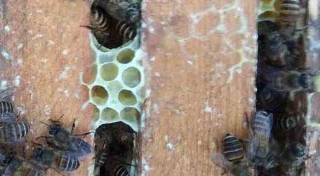 中蜂病虫害防治和用药多久？