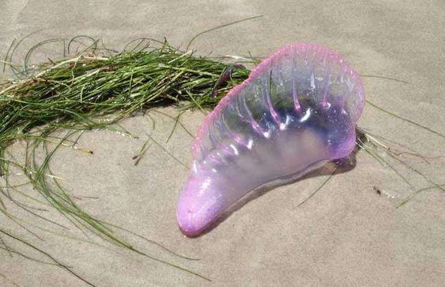 僧帽水母真的有剧毒吗？