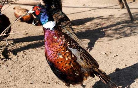 野鸡晚上在什么地方？