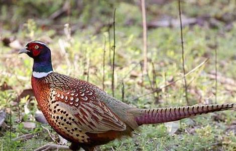 野鸡晚上在什么地方？