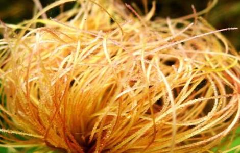 玉米须的功效与作用禁忌