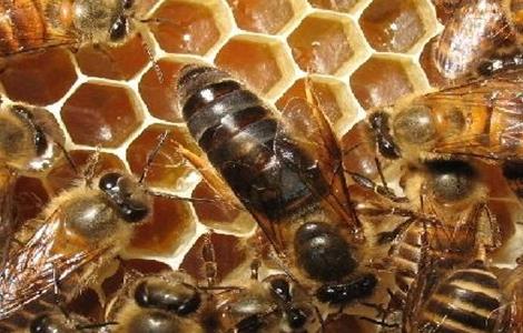 蜂王交尾失败的四大原因？