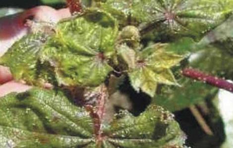 棉花蚜虫的防治多久？