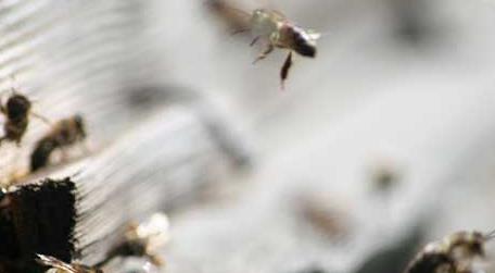 蜂螨是什么引起的