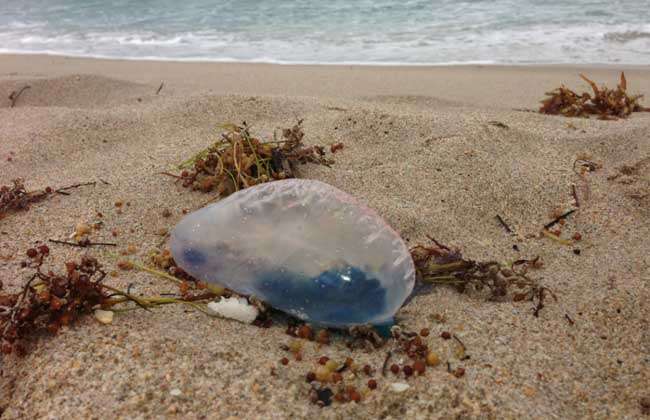 僧帽水母真的有剧毒吗？