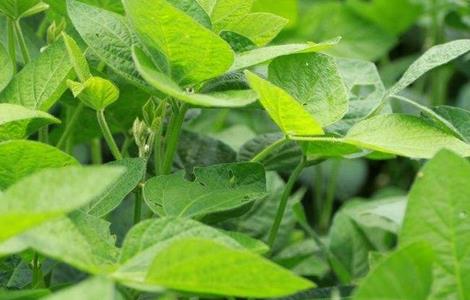 大豆花而不实的解决多久?